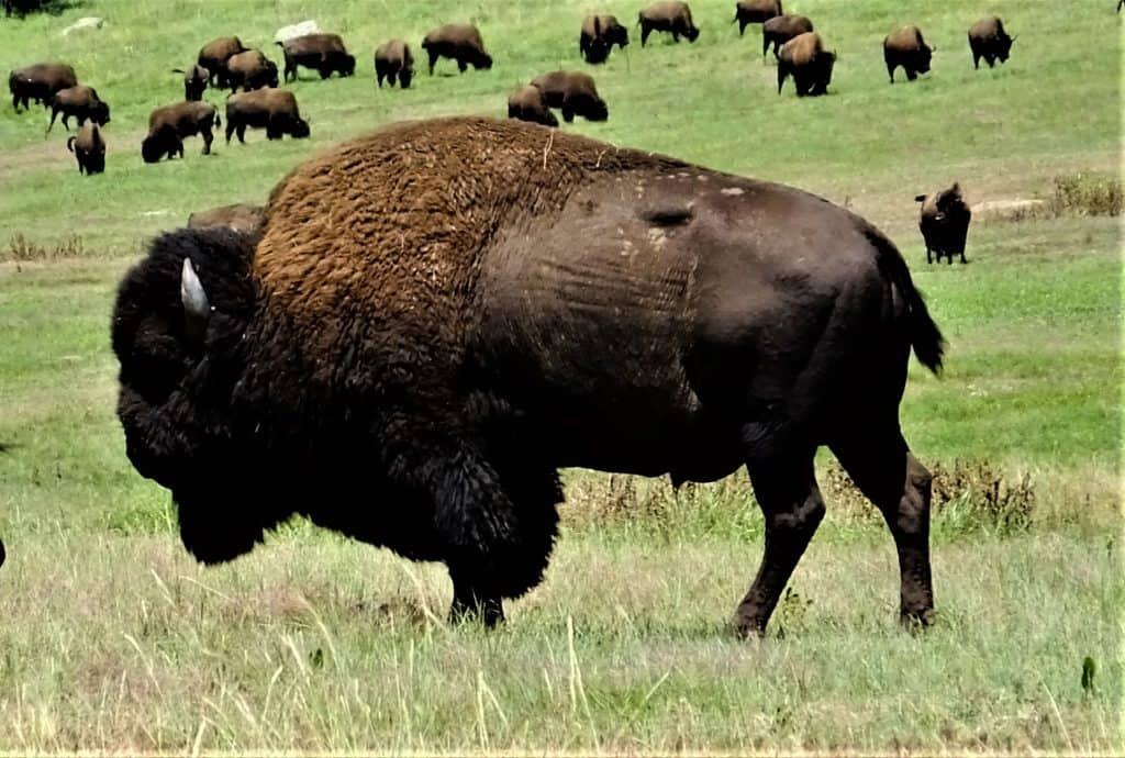 Buffalo Bison Custer State Park South Dakota