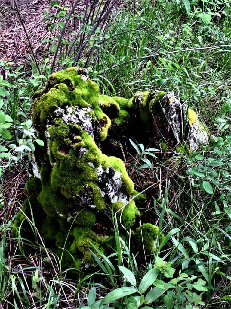 Moss covered stump near Crater Lake Oregon