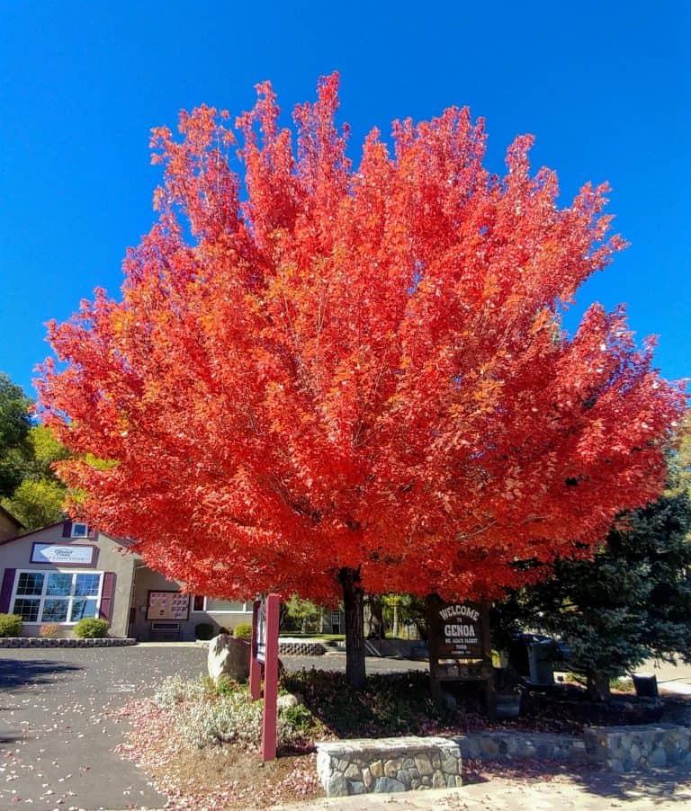 Fall Color on a Maple tree in Boise, Idaho