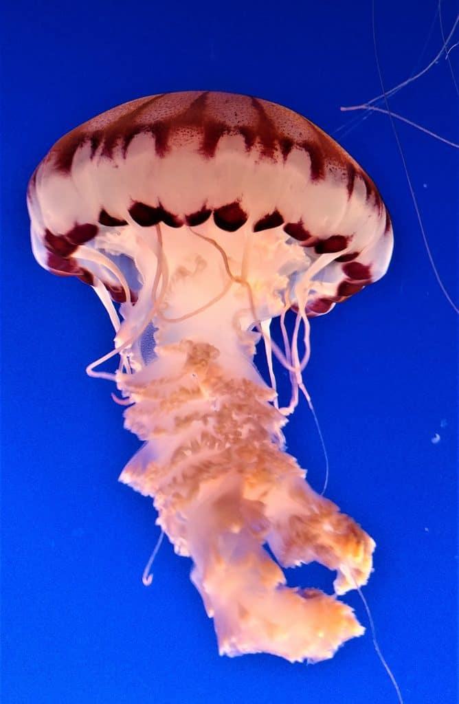 Monterey Bay Aquarium, Monterey California