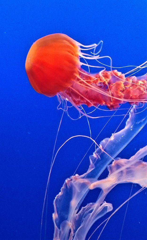 Monterey Bay Aquarium, Monterey California