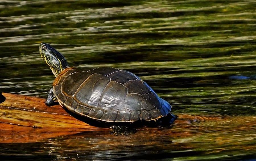 Turtle at Tally Lake Montana Remote