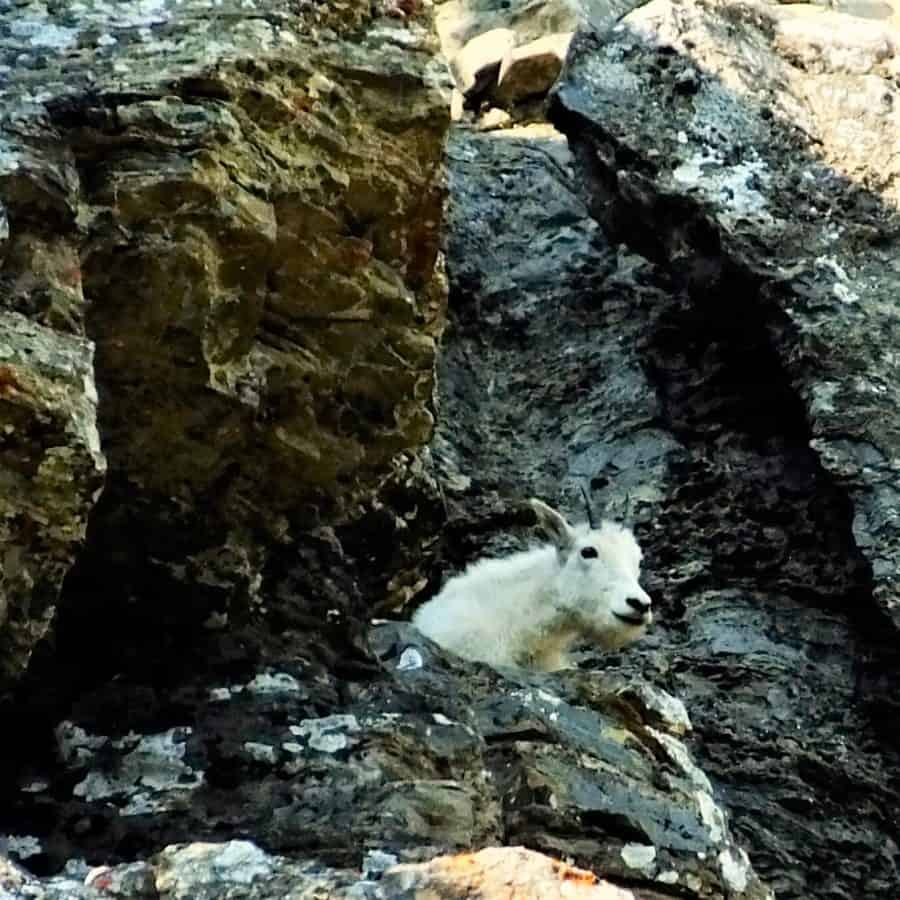 Mountain Goat on a cliff face near Logan Pass
