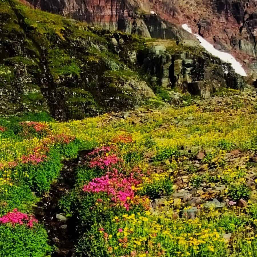 Flowers near Hidden Lake at the top of Logan Pass Glacier National Park is Majestic