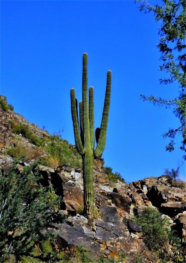 Columnar Saguaro Cactus