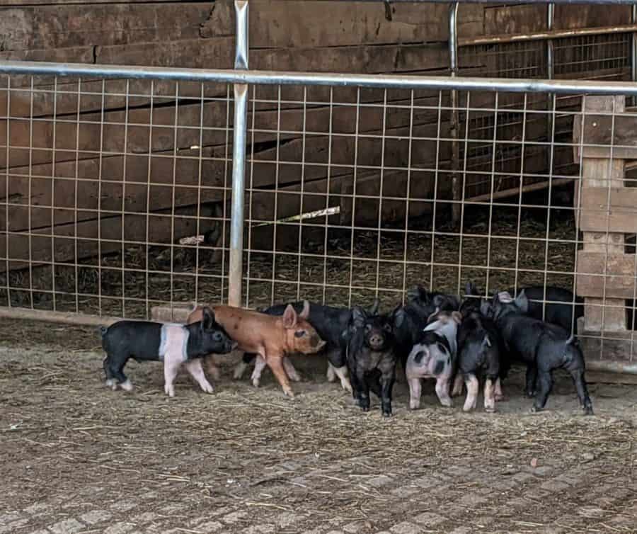 Piglets at Lick Skillet Farm
