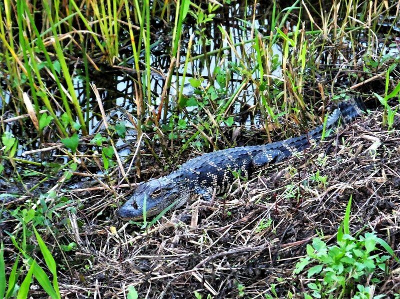 This gator was smaller than the other one. It was big enough that it wasn't worried about us taking pictures.  