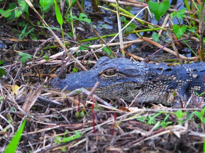 Notice the round nose of the alligator we found in the Everglades National Park during our hunt for crocodiles.  