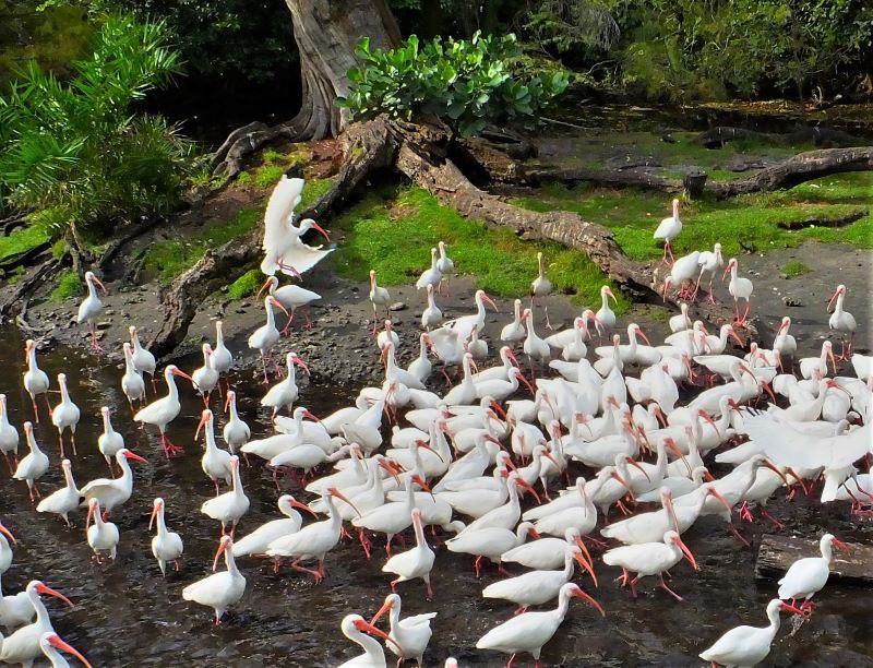 Flock of American White Ibis