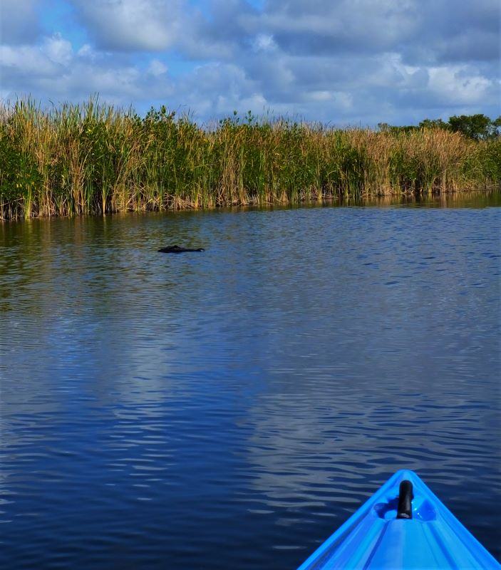 Here is a nice shot of a gators head while we were kayaking.