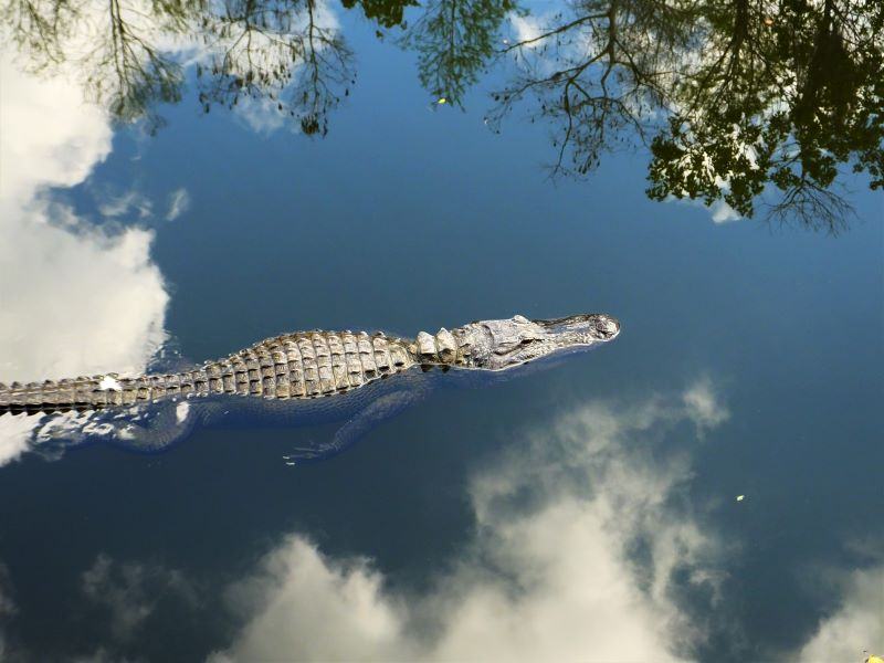Another cool picture of the gator floating past the reflections of the clouds.