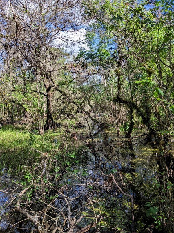 The undergrowth in the Big Cypress Swamp isn't as dense as many thickets in the everglades.