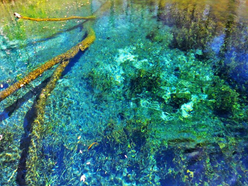 The water at Florida Springs is so clear that it is hard to tell the depth. The only part of this picture that is not submerged is the tip of the stick in the upper left corner.