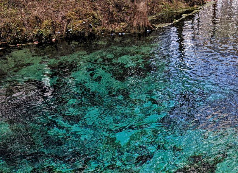 Clear water at Manatee Spring. This Florida Springs water is very clear. 