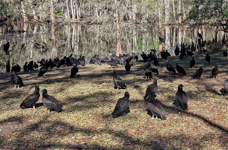 Vultures at Manatee Springs. Another one of the very nice Florida springs. 