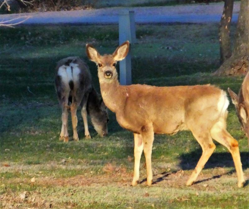 Mule deer at Angostura State Park