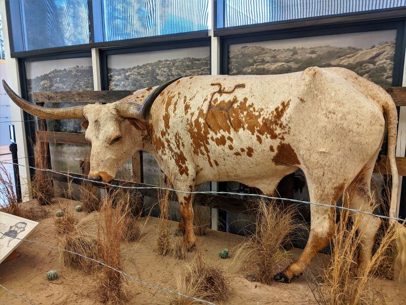 Life-size Texas Longhorn at the National Cowboy and Western Heritage Museum.