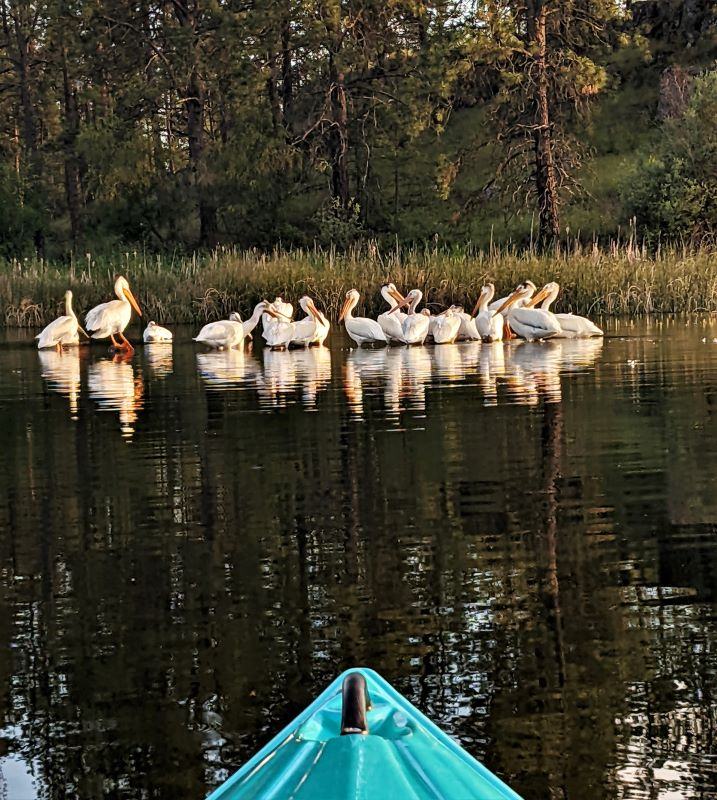 A roost of pelicans that Tami cruised up on in her kayak.