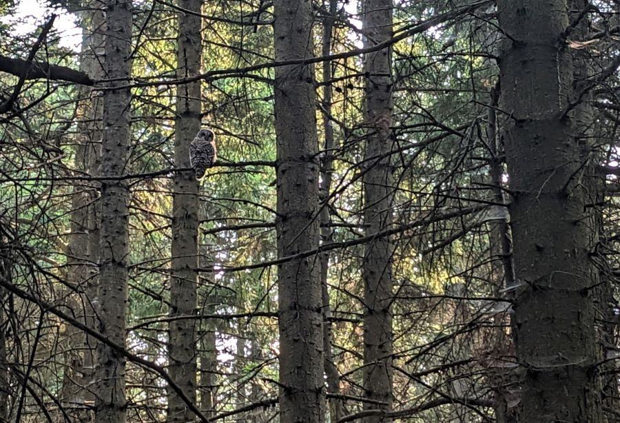 This might be a picture of the world-famous Spotted Owl. We were behind our RV and only saw him because he was flying and landed near us.