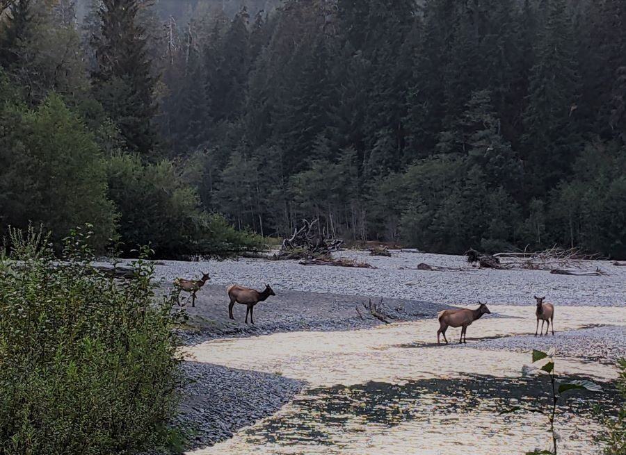 This is the river bottom of the Hoh River and a small part of the elk herd. All the exposed rock would be covered with water for most of the year.