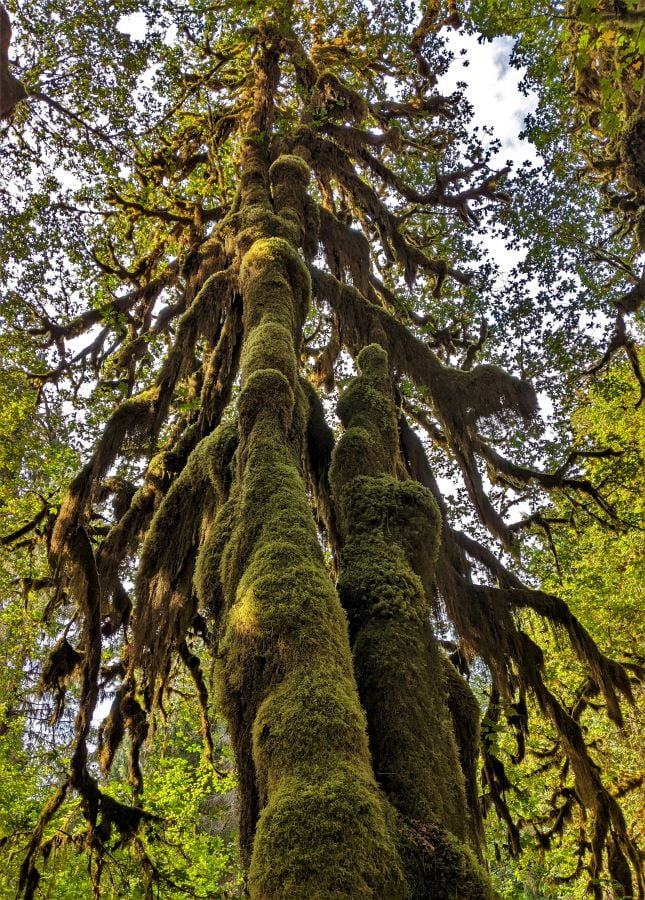This tree is covered with multiple layers of moss. This picture was taken from a trail called the Hall of Mosses in the the Hoh Rain Forest.