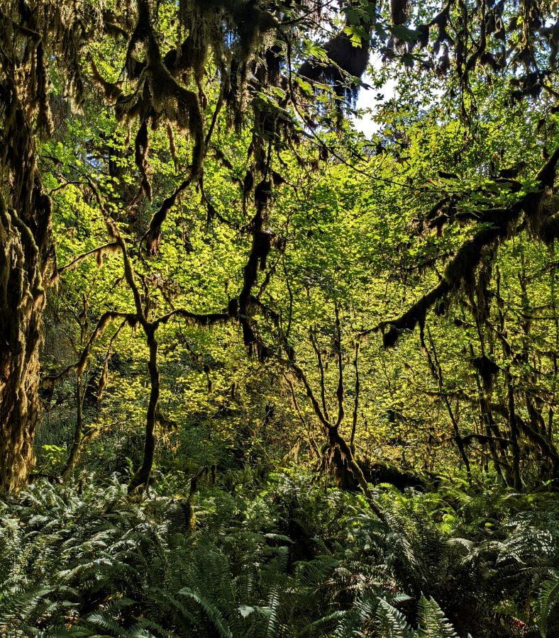 Here is another picture of the multiple layers of green n the Hoh Rain Forest.