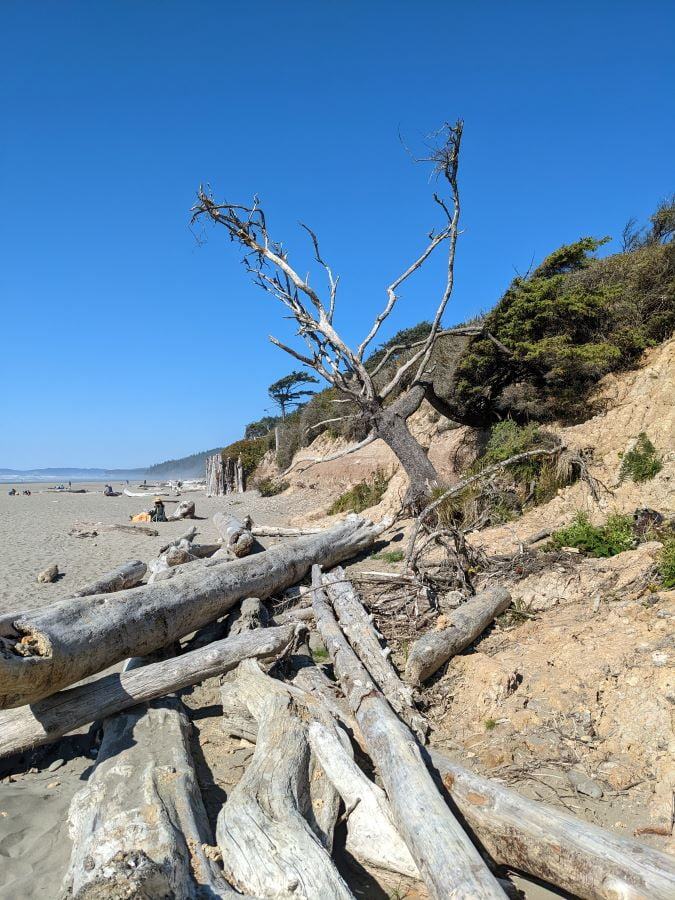 At the bottom of the bluff, logs have piled up all delivered by the ocean on high tides.  