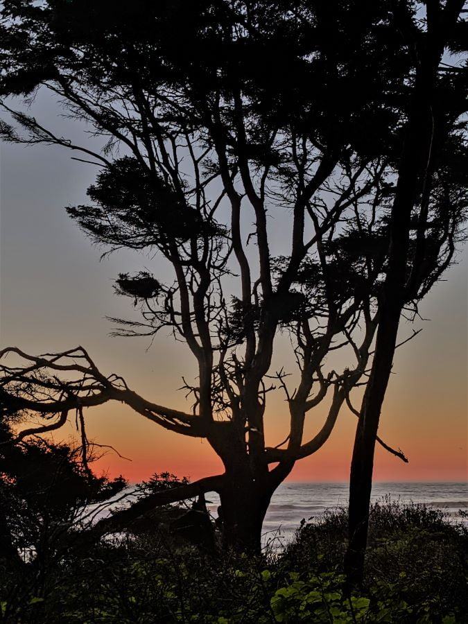 These trees are at Kalaloch Beach. The afterglow of sunset over the Pacific Ocean really makes the picture so pretty.