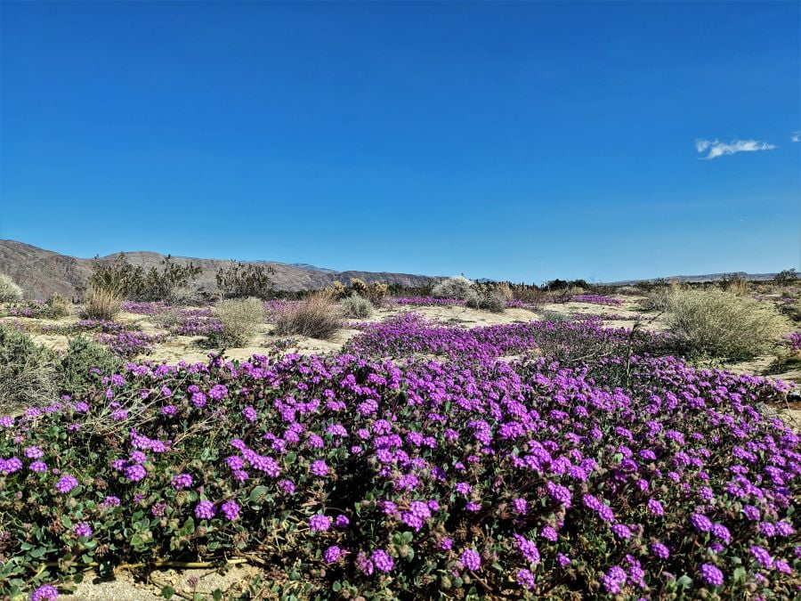 Early Spring Flowers in the Anza-Borrego Desert