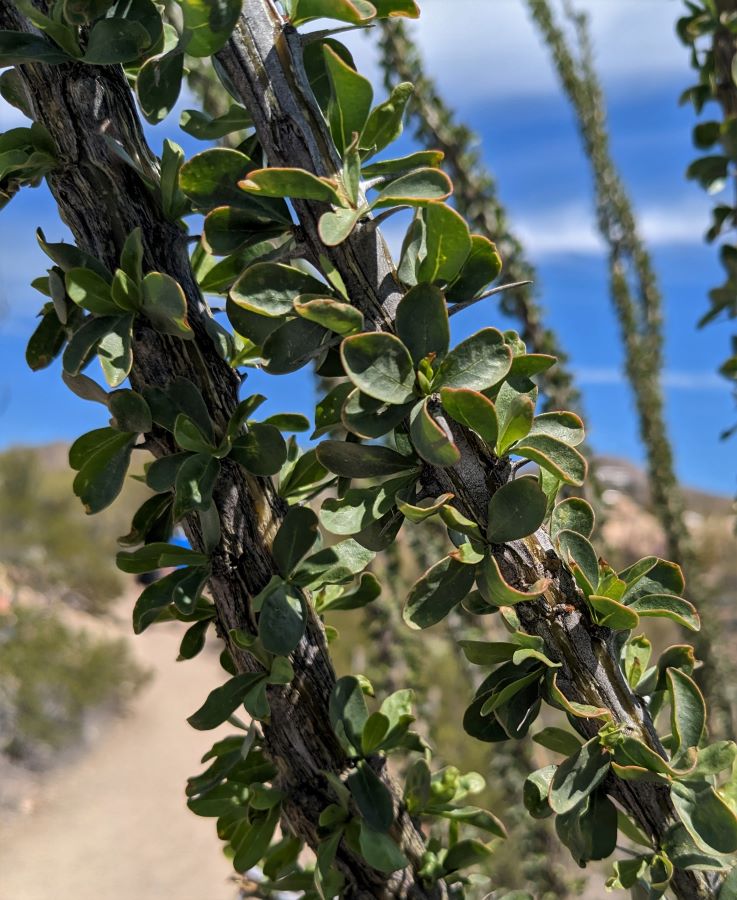 This picture is of a leaf-covered Ocotillo tree at the Arizona Sonora Desert Museum. Notice how the leaves hide the spines.