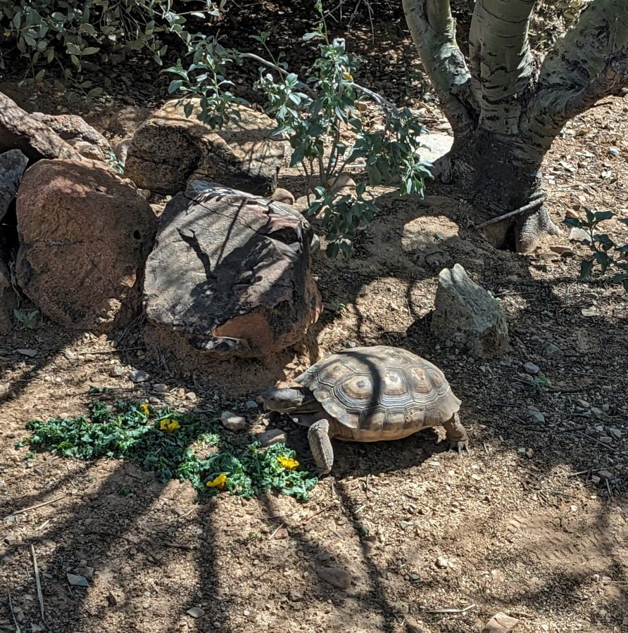 A desert tortoise will spend much of its life living in its burrow below the ground.