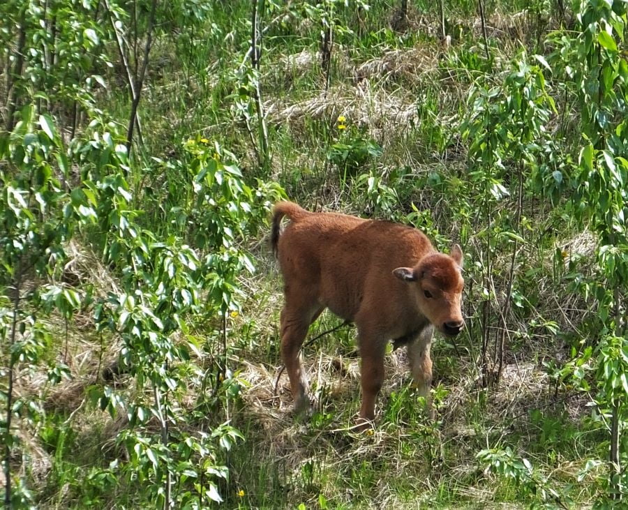 Bison calf along the road north of Muncho Lake.