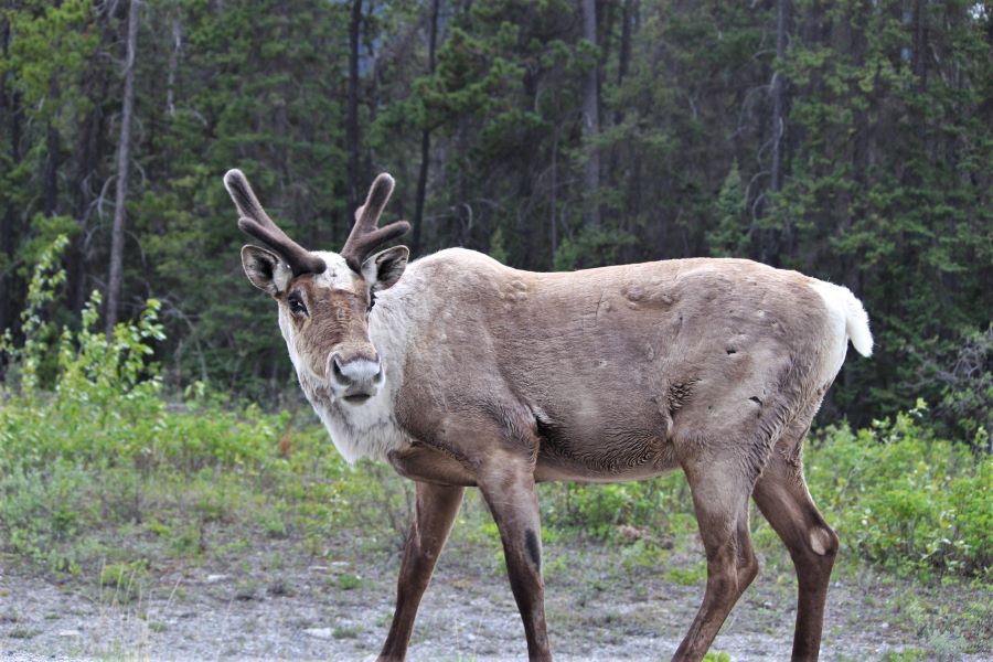 Caribou north of Muncho Lake,. Photo Credit Kimberly Seager