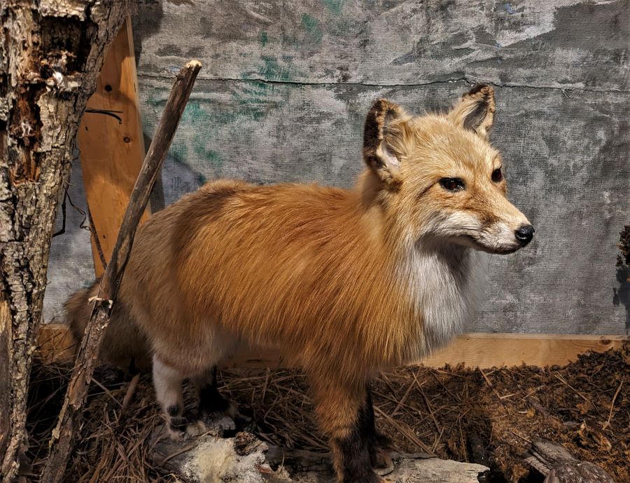 A Red Fox on display at the Fort Nelson Heritage Museum