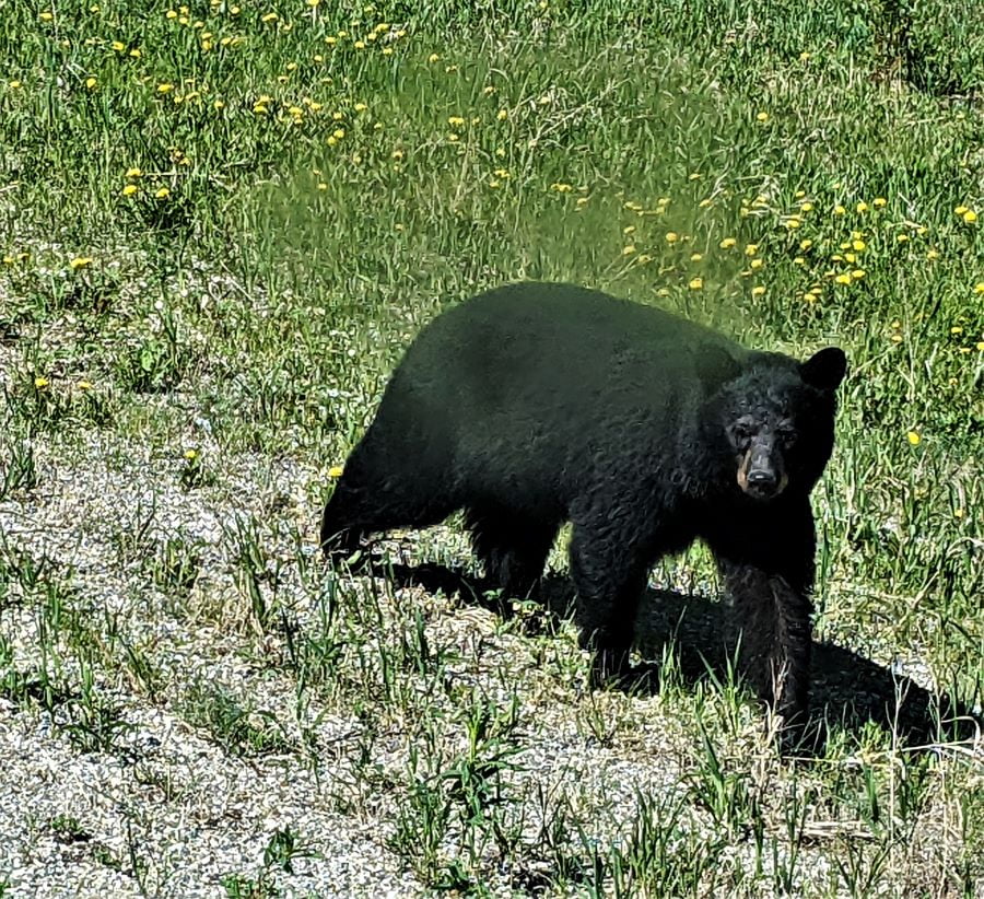 This black bear came over to the RV and even put his front feet on it.