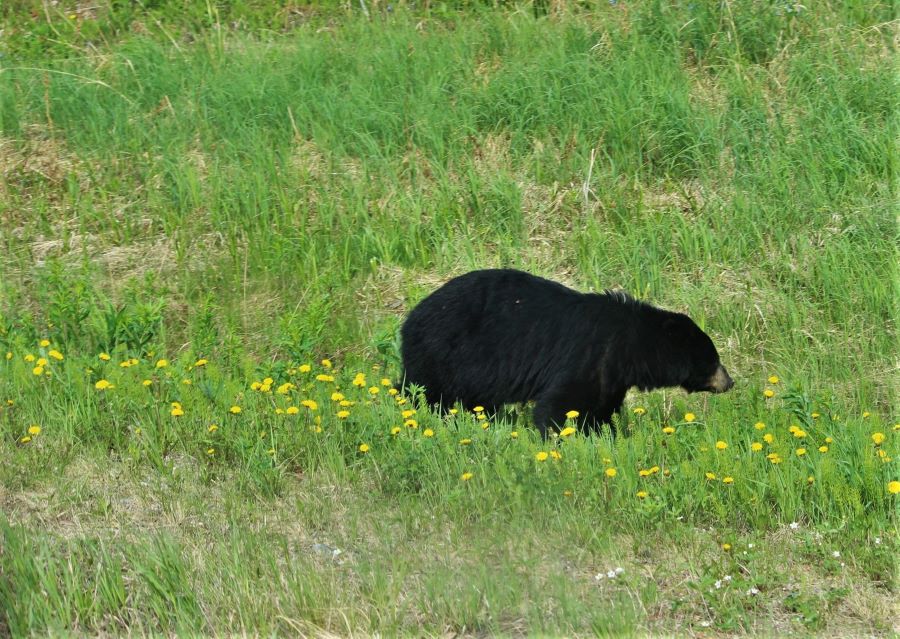 Black Bear along the road near Fort Nelson. Photo Credit Kimberly Seager