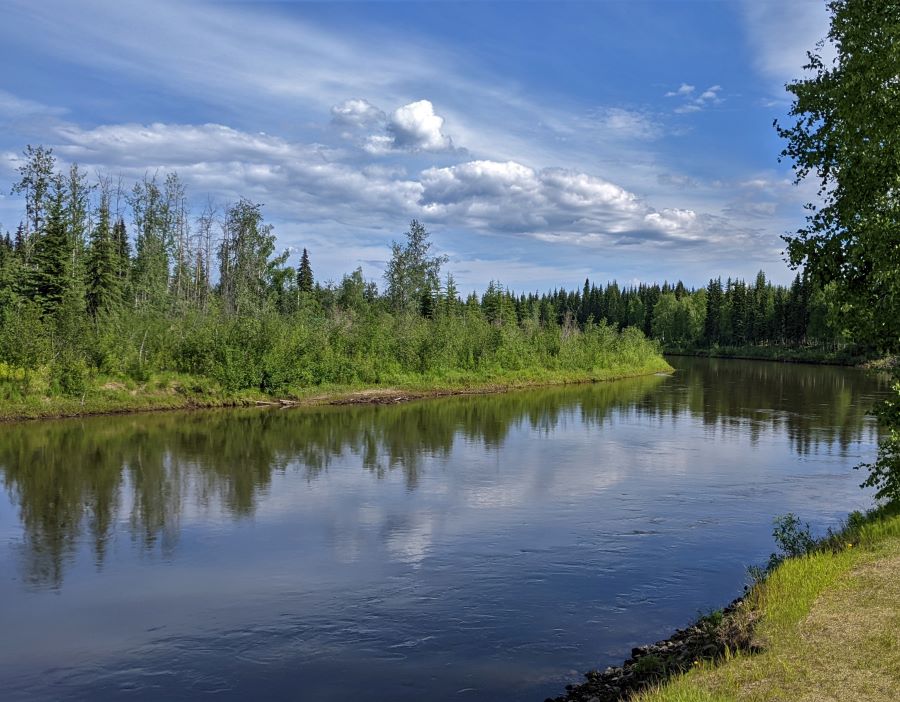 This is a picture of part of the Chena River right next to our campground. It is very pretty.