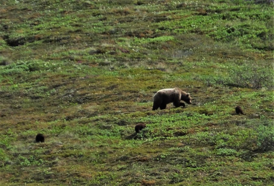 Dangerous Wildlife in Alaska, Mom and three Grizzly Bear Cubs at Denali National Park