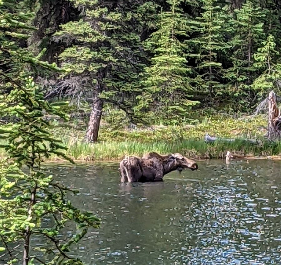 Dangerous Wildlife in Alaska Moose standing in Horseshoe Lake at Denali National Park