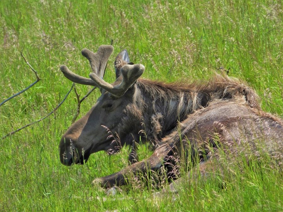 This moose was chillin at the Alaska Wildlife Conservation Center. He was rescued as a baby when his mom was killed.