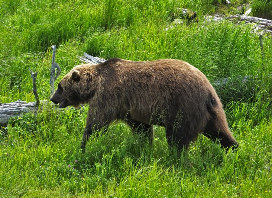 Dangerous Wildlife in Alaska Grizzly Bear at the Alaska Wildlife Conservation Center