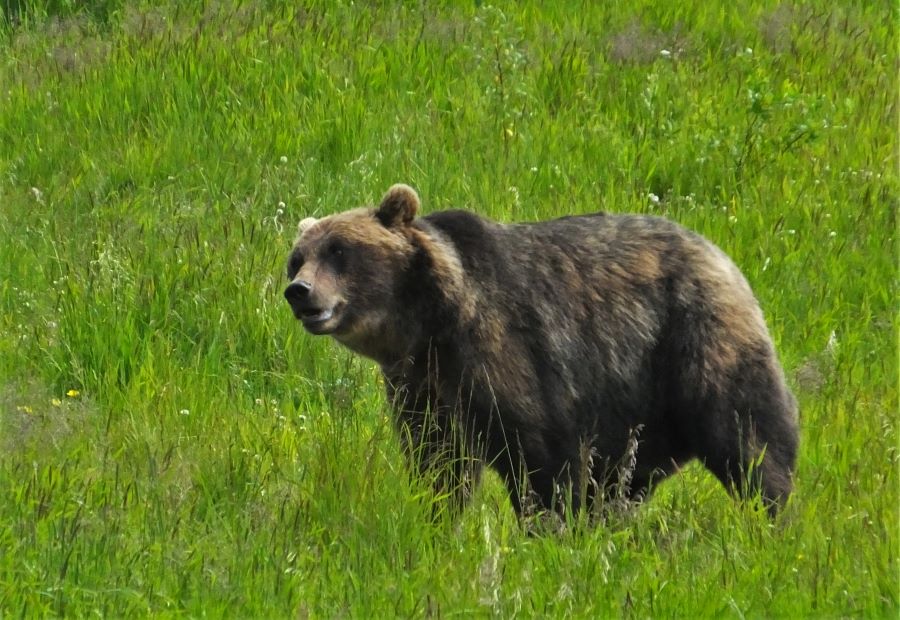 Dangerous Wildlife in Alaska Brown Bear at the Alaska Wildlife Conservation Center
