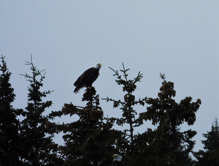 A Bald Eagle near Halibut Cove.