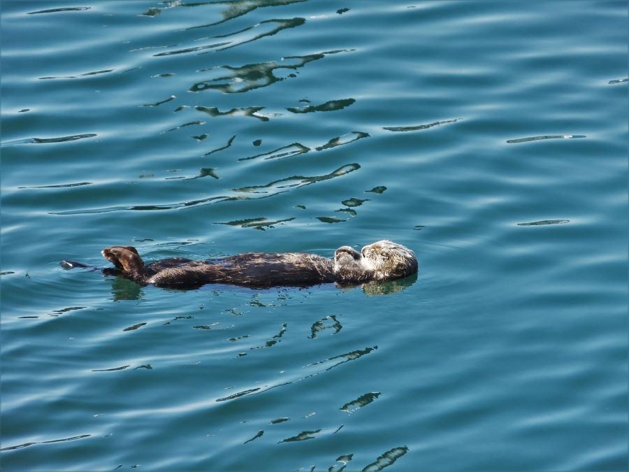 A Sea Otter taking a nap inside the boat harbor on the Homer Spit.