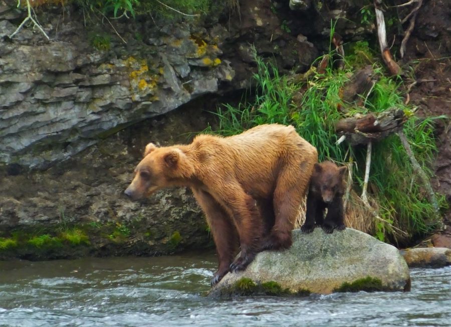 Two brown bears (Mom and her cub) at Katmai National Park
