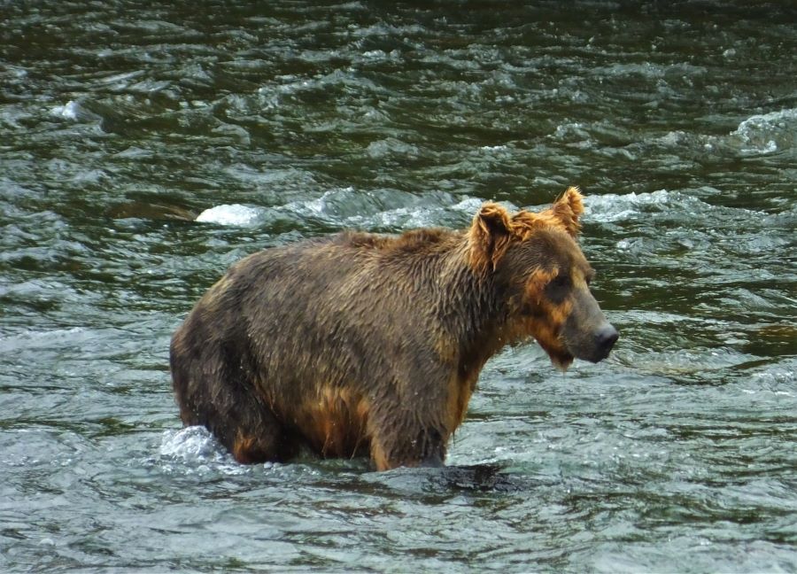 Brown bear at Katmai National Park