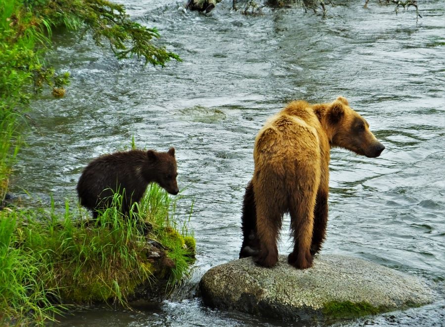 Two brown bears (Mom and her cub) at Katmai National Park