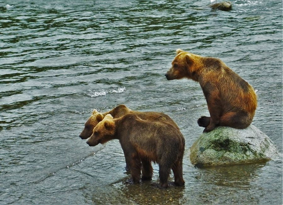 Three brown bears at Katmai National Park