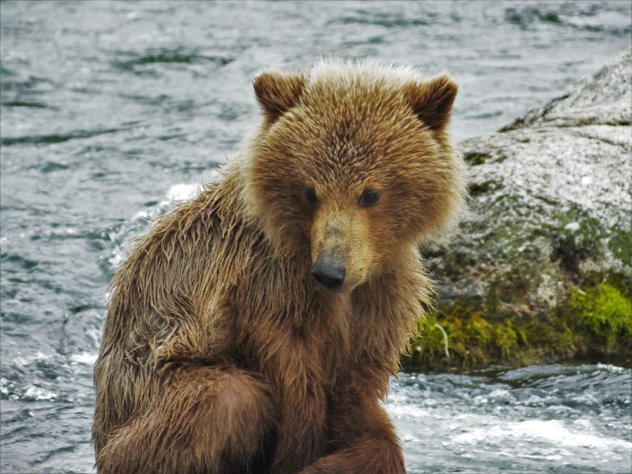 Brown bear cub at Katmai National Park