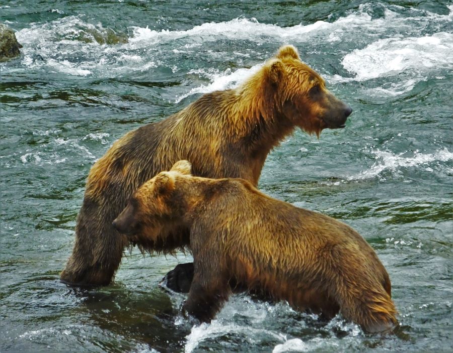 Two brown bears at Katmai National Park